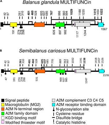 Frontiers Chemosensory Exploitation and Predator Prey Arms Races